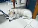 京狼圖騰純種冠軍級哈士奇雙血統(tǒng)活體幼犬寵物狗西伯利亞雪橇犬幼犬 賽級 1 曬單實拍圖