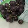 南步東北巨峰葡萄【順豐冷鏈】農家大葡萄陽(yáng)光夏季黑葡萄提子新鮮水果 5斤裝 | 土豪專(zhuān)享 | 果農嚴選 曬單實(shí)拍圖