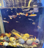 寵小俠純種孔雀魚(yú)觀(guān)賞魚(yú)好養耐活淡水小型魚(yú)熱帶魚(yú)鳳尾熱帶魚(yú)小魚(yú)苗 練手孔雀2-3cm30條（26送4備損） 曬單實(shí)拍圖