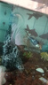 錦鯉魚(yú)活體觀(guān)賞魚(yú)活魚(yú)小型易養冷水淡水魚(yú)小魚(yú)苗錦鯉金魚(yú)好看錦鯉 6-8cm 六色錦鯉套餐6條 曬單實(shí)拍圖