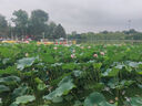 茵芙莎（IPSA）水潤清新潔面泡沫125g 大橘子潔面 水潤清爽洗面奶【臨期清倉】 曬單實(shí)拍圖