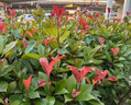 紅葉石楠樹(shù)苗 火焰紅 籬笆苗圍墻綠籬植物庭院園林綠化苗四季常青 10大杯苗；高40-50厘米冠幅30厘米(原杯原土 40cm(含)-50cm(不含) 曬單實(shí)拍圖