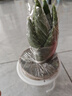 綠有意蘆薈盆栽室內除甲醛凈化空氣植物辦公桌仙人掌多肉四季好養花卉 大號蘆薈（早安自動(dòng)吸水盆）送肥料 含盆 曬單實(shí)拍圖