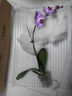 蝴蝶蘭花苗帶花苞客廳辦公室室內桌面裝飾花卉植物四季好養盆栽 寶貝蝴蝶蘭-裸苗（帶花苞+半開(kāi)放） 曬單實(shí)拍圖