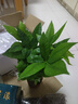 發(fā)財樹(shù)小盆栽大綠植辦公室內除甲醛花卉客廳好養旺宅植物桌面盆景 【主圖款】A級大盆發(fā)財樹(shù)(大財源 含盆 曬單實(shí)拍圖