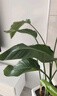 植男植女天堂鳥(niǎo)盆栽客廳室內好養大型落地真綠植辦公室植物鶴望蘭源頭直發(fā) 曬單實(shí)拍圖