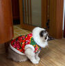 寵城狗狗東北大花襖秋冬季保暖泰迪比熊博美中小型犬寵物貓咪棉服衣服 紅色大花襖 L【建議7-10斤 具體參考胸圍背長(cháng)】 曬單實(shí)拍圖