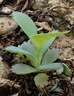牧高笛（MOBIGARDEN）防潮墊 戶(hù)外露營(yíng)加寬加厚折疊充氣單人氣墊床 NX20663004 玄鐵灰 曬單實(shí)拍圖