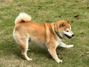 萬(wàn)頤狗糧肉粒雙拼40斤裝比熊金毛成犬專(zhuān)用小中大型犬通用型狗干糧20kg 曬單實(shí)拍圖