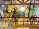 若來(lái)（Rolife）diy小屋凱西花房成人積木玩具拼裝模型兒童生日禮物 曬單實(shí)拍圖