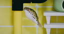 河豚專(zhuān)用鹽海鹽魚(yú)缸專(zhuān)用消毒殺菌凈水潛水艇觀(guān)賞魚(yú)水族天然礦物鹽 1瓶裝【235ml】水質(zhì)澄澈劑 曬單實(shí)拍圖