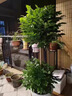 幸福樹(shù)客廳大型多層盆栽綠植室內包成活平安發(fā)財樹(shù)盆景吸甲醛好養 雙層幸福樹(shù)1.4-1.6m-白色梯形樹(shù)脂盆 曬單實(shí)拍圖