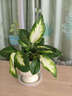 瑪麗安萬(wàn)年青盆栽特級大盆銀皇后綠植花卉室內客廳四季常青好養活 【特A級】大盆萬(wàn)年青[高款豎紋陶瓷盆] 曬單實(shí)拍圖