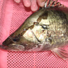 品鮮肴淡水魚(yú)生態(tài)小桂魚(yú)鱖魚(yú)桂花魚(yú)鰲花魚(yú) 漁民捕獲鮮活魚(yú)現殺水產(chǎn)生鮮 凈膛三去300-350g （1條）小桂魚(yú) 曬單實(shí)拍圖