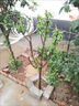 呆果丁車(chē)厘子樹(shù)苗盆栽室內矮化小櫻桃樹(shù)苖櫻桃樹(shù)苗當年結果南方北方種植 智利車(chē)厘子6年大苗（買(mǎi)一送一）死苗包賠 曬單實(shí)拍圖