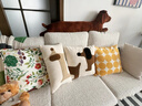 茗芮居沙發(fā)抱枕輕奢高級感可拆洗網(wǎng)紅卡通可愛(ài)簡(jiǎn)約抱枕套兒童房飄窗靠枕 新款卡其色小狗長(cháng)方30x50cm 枕套+枕芯 曬單實(shí)拍圖