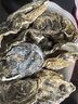 鮮海道 鮮活乳山生蠔3XL 凈重5斤 13-17只 生鮮海鮮貝類 源頭直發(fā) 曬單實拍圖
