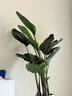 花財主天堂鳥(niǎo)盆栽辦公室大型綠植客廳盆栽家用吸甲醛凈化空氣綠植 5-6天堂鳥(niǎo)1.2-1.3m【梯形盆】 曬單實(shí)拍圖