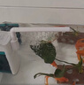 京業(yè)魚(yú)缸多功能過(guò)濾器JY-003F款6W 增氧循環(huán)水泵魚(yú)缸過(guò)濾吸便帶雨淋器 曬單實(shí)拍圖