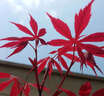日本紅楓樹(shù)苗四季紅室外耐寒紅舞姬盆景盆栽大樹(shù)綠植庭院綠化植物 紅楓4公分粗帶土球 曬單實(shí)拍圖