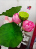 LZJV荷花仿真花手感荷葉pu蓮蓬蓮花假花客廳擺件水池裝飾造景拍攝道 半開(kāi)荷花粉色混合7支 現代簡(jiǎn)約裝飾 曬單實(shí)拍圖