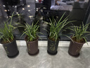 德沃多肥料蘭花營(yíng)養土專(zhuān)用15L園藝盆栽種植土養花土壤蝴蝶蘭春蘭蕙蘭墨蘭土 曬單實(shí)拍圖