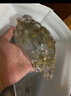 梭子蟹鮮活特大野生舟山大螃蟹海鮮新鮮冷凍海蟹水產(chǎn)飛蟹白蟹順豐 7-9兩/只 【凈重5斤特大梭子蟹】 曬單實(shí)拍圖