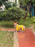獵吶狗狗雨衣中小型犬連體全包四腳透氣寵物雨衣柯基柴犬建議30-40斤 檸檬黃 3XL【建議28-35的狗狗】 曬單實(shí)拍圖