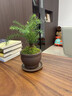 澳洲杉盆景小苗不老松植物辦公室好養耐凍小松樹(shù)室內禪意綠植盆栽 90#原盆澳洲杉(5年老樁)(店長(cháng)) 帶盆栽好 曬單實(shí)拍圖