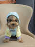 MIKI PAD寵物狗狗衣服中小型犬春秋薄款衛衣貓咪衣服雪納瑞比熊兩腳衣連帽 多巴胺撞色衛衣【帶牽引扣】 S胸圍37cm（參考體重3-6斤） 曬單實(shí)拍圖