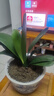種花迷君子蘭盆栽老苗帶花苞四季好養多肉花卉綠植物室內圓頭和尚大小苗 帶土包成活精品圓頭10-12片葉 不含盆 曬單實(shí)拍圖