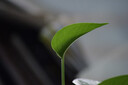 松下S9（20-60mm F3.5-5.6）套機（Panasonic）全畫(huà)幅微單 實(shí)時(shí)Lut 濾鏡直出 連接app極速分享 灰銀 曬單實(shí)拍圖