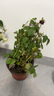 臨雅三角梅花樹(shù)苗盆栽帶花老樁特大苗漳紅櫻室內陽(yáng)臺高端爬藤四季開(kāi)花 綠櫻大苗 曬單實(shí)拍圖