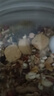 它適超級盛宴倉鼠糧食金絲熊鼠糧專(zhuān)用食物營(yíng)養主糧侏儒飼料零食用品 曬單實(shí)拍圖