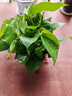 雙盟綠蘿盆栽除甲醛花卉綠植辦公室新房凈化空氣180加侖1盆裝源頭直發(fā) 曬單實(shí)拍圖