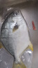 翔泰 海南深海金鯧魚(yú)2.4斤/3-4條凈重 BAP認證 生鮮魚(yú)類(lèi) 海鮮水產(chǎn) 曬單實(shí)拍圖