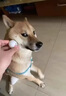 不想讓狗生崽發(fā)情狗抑情育公母狗通用犬用禁情噴劑養狗必備品狗狗禁情噴霧 體驗款【1瓶裝】 曬單實(shí)拍圖