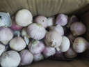志褚獨頭蒜大蒜頭 2024云南大理紫皮獨蒜 精品新鮮現挖濕蒜 2斤裝【大果3.0-3.5cm】 曬單實(shí)拍圖
