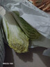 云南高原娃娃菜新鮮蔬菜生鮮乾隆白菜早餐火鍋必備產(chǎn)地直發(fā) 淺黃色 新鮮娃娃菜3顆裝*1包 曬單實(shí)拍圖