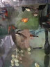 魚(yú)缸長(cháng)效凈水片凈水劑除臭去腥大蘇打自來(lái)水養魚(yú)水困水硝化細菌 養魚(yú)大牌回饋: 100片 1瓶 曬單實(shí)拍圖