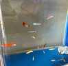 卡奇魚(yú) 斑馬魚(yú) 淡水魚(yú) 觀(guān)賞魚(yú) 小型觀(guān)賞魚(yú) 熱帶魚(yú) 蝶翼斑馬熒光好養易活 糖果斑馬20條1.5-2.5cm最少4種色 曬單實(shí)拍圖