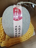 京鮮生 玫瓏網(wǎng)紋甜瓜 2粒裝 凈重6-7斤起 源頭直發(fā)包郵 曬單實拍圖