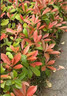 紅葉石楠樹(shù)苗 火焰紅 籬笆苗圍墻綠籬植物庭院園林綠化苗四季常青 10大杯苗；高40-50厘米冠幅30厘米(原杯原土 40cm(含)-50cm(不含) 曬單實(shí)拍圖