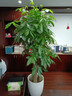 芙洛拉花園【兩小時(shí)達】發(fā)財樹(shù)大型綠植物盆栽室內好養落地客廳開(kāi)業(yè)喬遷送禮 單桿發(fā)財樹(shù) 曬單實(shí)拍圖