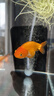 森森魚(yú)缸增氧泵水族箱氧氣泵LQE-200家用小型充氧泵4W雙孔+全套配件 曬單實(shí)拍圖