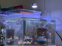 金晶超白生態(tài)魚(yú)缸 家用客廳一體缸桌面生態(tài)缸魚(yú)烏龜造景溪流缸 直角金晶超白魚(yú)缸【裸缸】 300-180-200mm【5mm】 曬單實(shí)拍圖