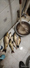 金龍 魚(yú)餌野釣窩料五谷雜糧底窩鯽魚(yú)鯉魚(yú)草魚(yú)青魚(yú)水庫重窩巨物打窩料 巨物霸·餌（2包） 曬單實(shí)拍圖