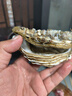 百鮮洽乳山生蠔鮮活特大牡蠣帶殼生吃海蠣子新鮮海鮮水產(chǎn)貝類(lèi)聚會(huì )燒烤 【巨大號】6XL 帶箱10斤（8-16只） 曬單實(shí)拍圖