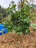 正宗嫁接東魁楊梅樹(shù)苗特大楊梅樹(shù)果苗南方北方種植盆栽地栽果樹(shù)苗 黑炭楊梅小苗25-35cm 曬單實(shí)拍圖