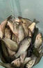 釣魚(yú)神器黑科技超聲波誘魚(yú)器探魚(yú)器電子捕戶(hù)魚(yú)器強效聚魚(yú)抓魚(yú)神器 一個(gè)【誘光整條河】 曬單實(shí)拍圖